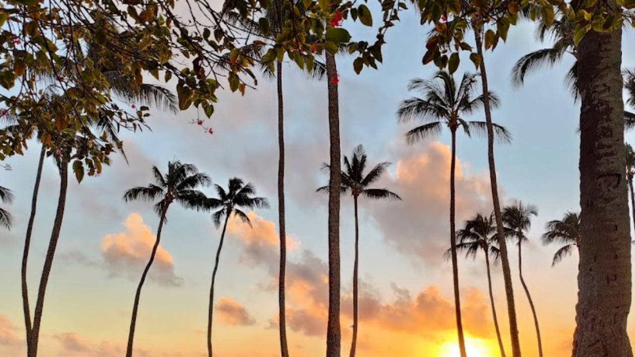Trees_3