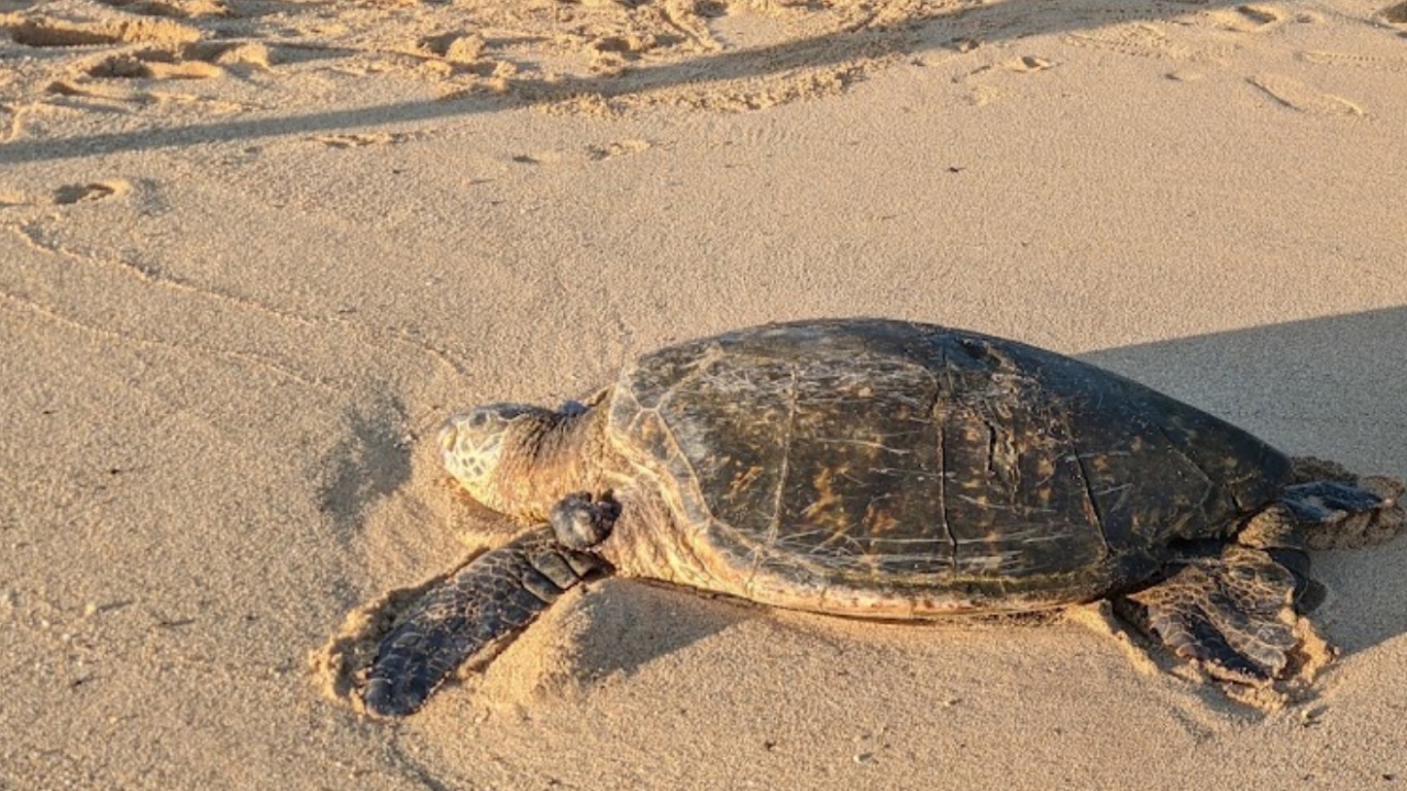 Kiahuna Beach_15